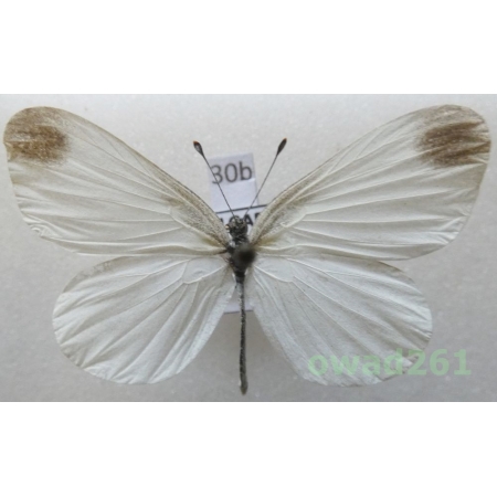Leptidea sinapis (Linnaeus, 1758) Bulgaria30b